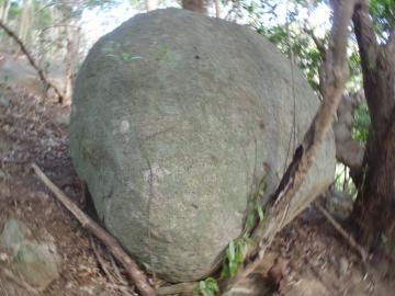 転げ落ちそうな大きな岩を、木１本が支えています