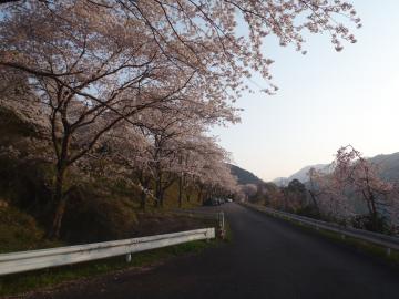 八鬼山峠入り口の桜
