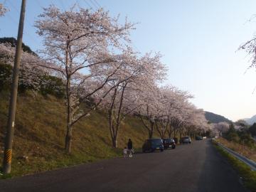 桜の木の下を歩く