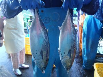 持っているのはくじらくん